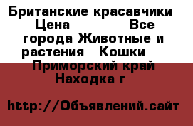 Британские красавчики › Цена ­ 35 000 - Все города Животные и растения » Кошки   . Приморский край,Находка г.